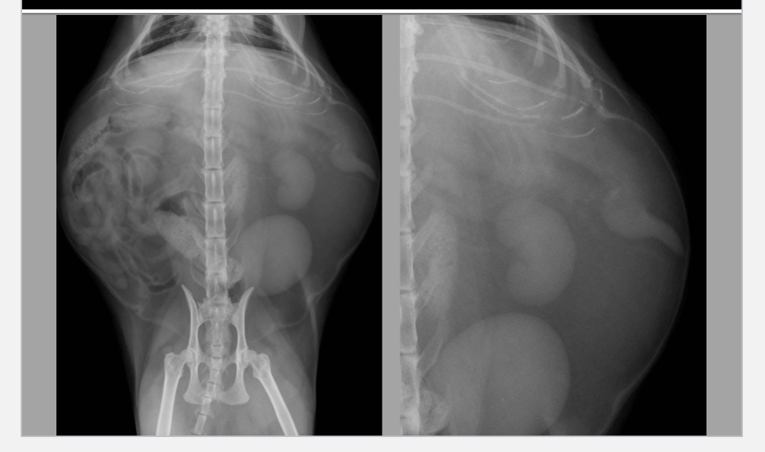 <p>what is this a radiograph of</p>