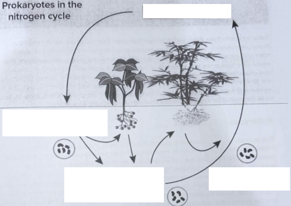 <p><span style="color: rgb(246, 178, 107);">label the nitrogen cycle</span></p>