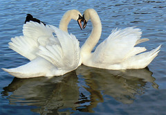 <p>to love</p>