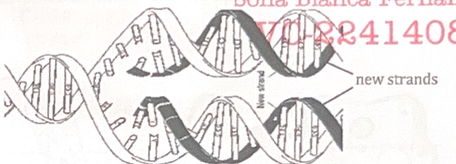 <p>DNA → DNA</p><p>DNA double chain unzips = new complementary strand per unzipped strand = 2 complete double-chains</p>