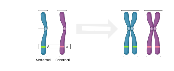 <p><strong>Label the diagram showing features of homologous chromosomes.</strong></p>