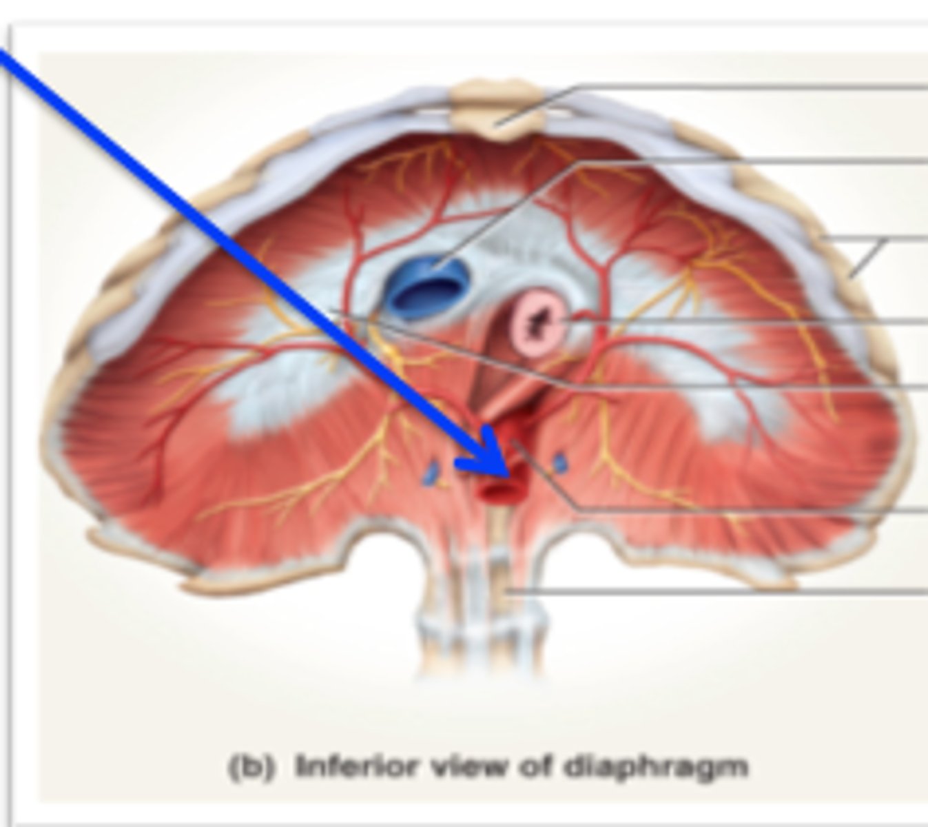 <p>Level : T12</p><p>Structures passing through: Aorta, thoracic duct, azygos vein</p>