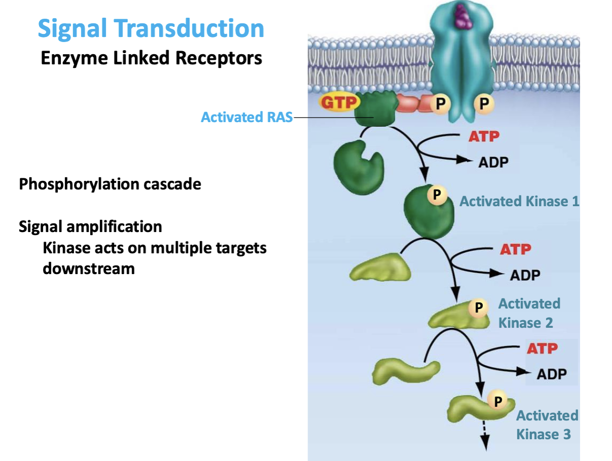 <p>Each kinase can activate many downstream targets.</p>