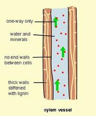 <p>hollow tube of dead cells joined end to end</p><p>no end walls between cells</p><p>thick walls strengthened with lignin to withstand pressure of flowing water</p>