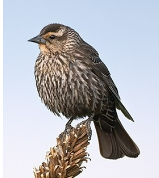 <p>What is the common name of this female bird?</p>