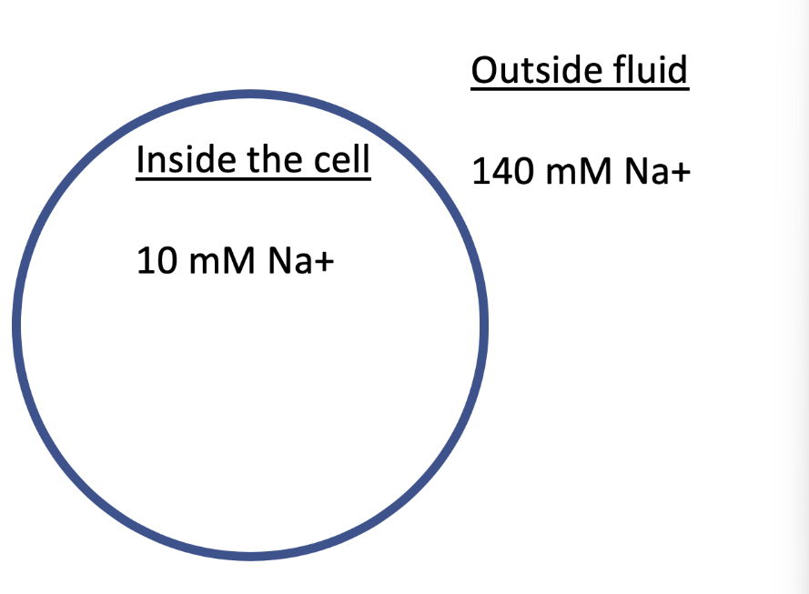 <p><span>The image shows a cell with the indicated concentrations of Na</span><sup>+</sup><span> inside and outside of the cell. What transport process likely occurs to bring Na</span><sup>+</sup><span> into the cell? (assume the appropriate proteins are present if needed)</span></p>