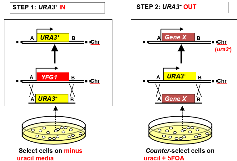 <p>plate cells on minus uracil media to select for URA 3+ yfg1- integrants</p><p>plate cells on uracil and 5FOA media to counter select for ura3- integrants (replacing URA3+ gene with gene X) (gene x can be anything- deletion, site directed change, heterologous promoter, fusion protein tag, etc)</p>