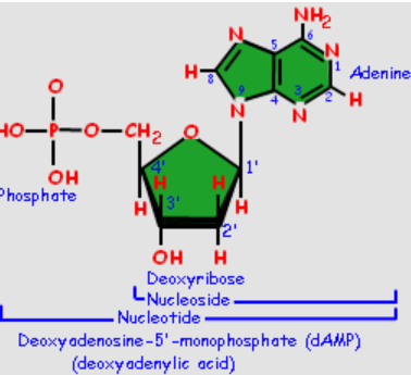 <p>C5 sugar, cyclic base containing nitrogen and one or more phosphate groups. Nucleotide without phosphate group is nuleoside</p>