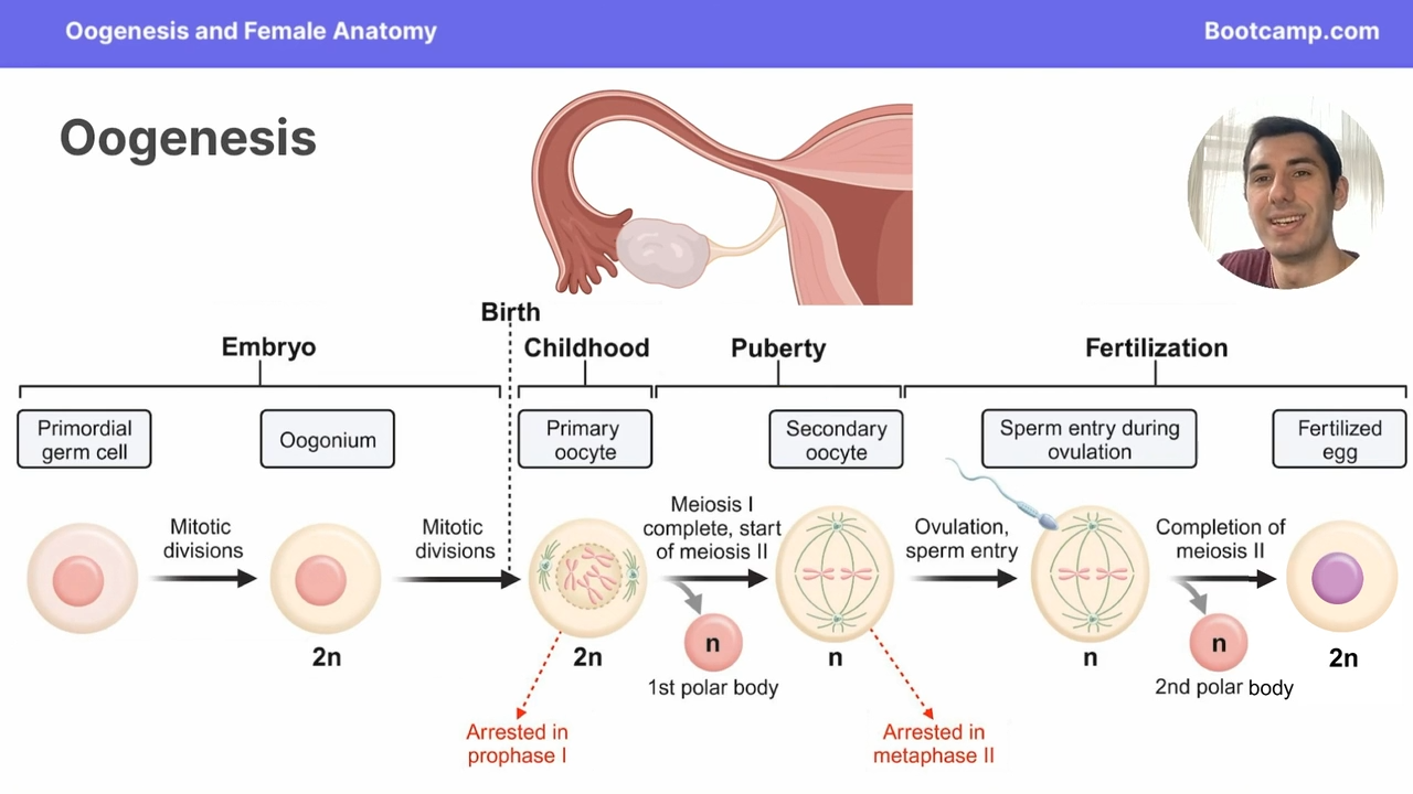 <p>upon fertilization </p>