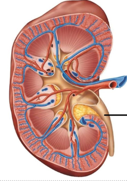 <p><span style="line-height: 17.375px;">Identify&nbsp;</span></p>