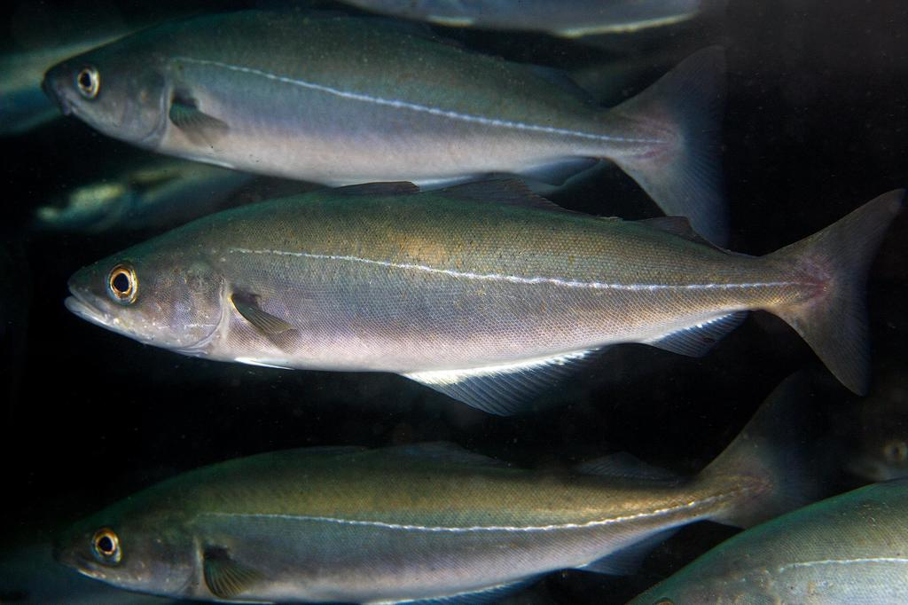 <ul><li><p>cod-family 3 dorsal fins</p></li><li><p><span style="background-color: transparent;"><strong>More <em><u>po</u></em>inted, underbite</strong></span></p></li><li><p><span style="background-color: transparent;"><strong>Uniform anal and <em><u>p</u></em>elvic <em><u>p</u></em>arallel </strong></span></p></li><li><p><span style="background-color: transparent;">Broken up bright lateral line </span></p></li><li><p><span style="background-color: transparent;">greenish? </span></p></li></ul><p></p><ul><li><p><strong>General:</strong> Slender, dark greenish-brown back, distinct pale lateral line</p></li><li><p><strong>Size:</strong> Avg. adult <strong>60–90 cm (24–35 in; 2.0–3.0 ft)</strong>, <strong>2–7 kg (4.4–15 lb)</strong>;</p><ul><li><p>large adults commonly reach<strong> </strong>(35–43 in; 3.0–3.6 ft) and (18–26 lb).</p></li></ul></li><li><p><strong>Key IDs:</strong></p><ul><li><p><strong>3 dorsal fins and 2 anal fins</strong></p></li><li><p>Lower jaw slightly longer than upper jaw <strong>(small overbite).</strong></p></li><li><p><strong>Straight, sharply defined <em>white</em> lateral line</strong> (key ID feature).</p></li><li><p>Dark olive-green to brown dorsally, silvery sides; no chin barbel.</p></li><li><p>Caudal fin slightly forked.</p></li></ul></li><li><p><strong>Memory cue:</strong> <strong>straight white lateral line + 5 dorsal/anal</strong></p></li></ul><p></p>