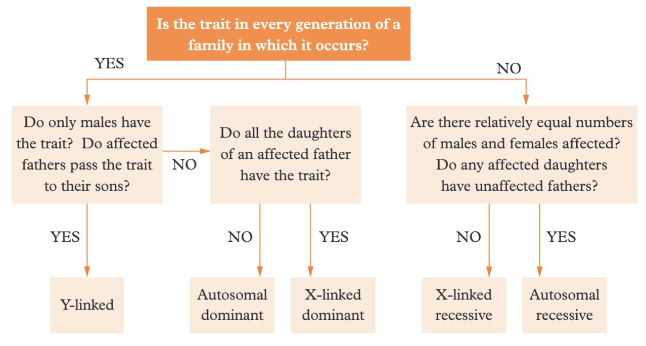 <p></p><p></p><p><strong>Step 1: Is the trait in every generation of a family in which it occurs?</strong></p><ul><li><p><strong>YES</strong> →</p><ul><li><p>Do only males have the trait? Do affected fathers pass the trait to their sons?</p><ul><li><p><strong>YES</strong> → Y-linked</p></li><li><p><strong>NO</strong> → Do all the daughters of an affected father have the trait?</p><ul><li><p><strong>NO</strong> → Autosomal dominant</p></li><li><p><strong>YES</strong> → X-linked dominant</p></li></ul></li></ul></li></ul></li><li><p><strong>NO</strong> →</p><ul><li><p>Are there relatively equal numbers of males and females affected? Do any affected daughters have unaffected fathers?</p><ul><li><p><strong>NO</strong> → X-linked recessive</p></li><li><p><strong>YES</strong> → Autosomal recessive</p></li></ul></li></ul></li></ul><p></p>