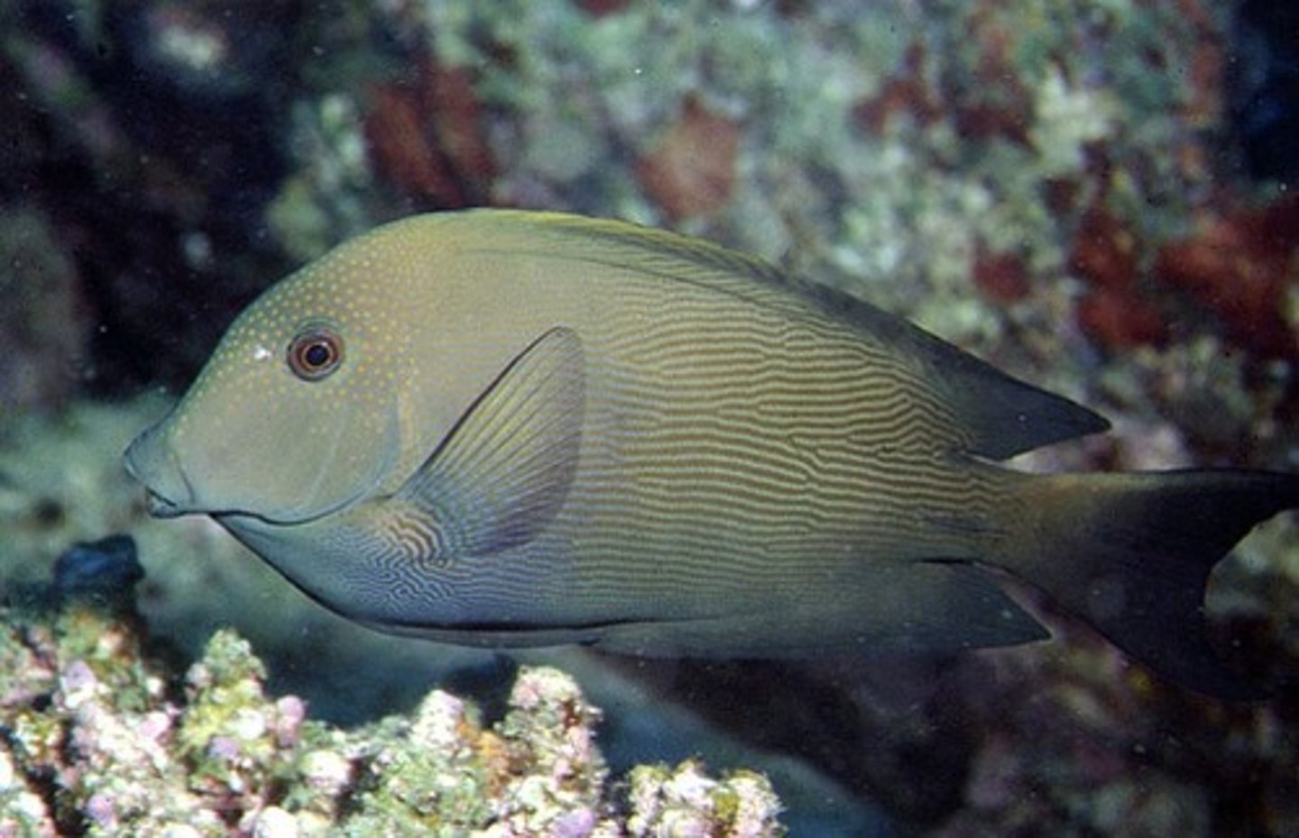 <p>Ctenochaetus striatus</p>