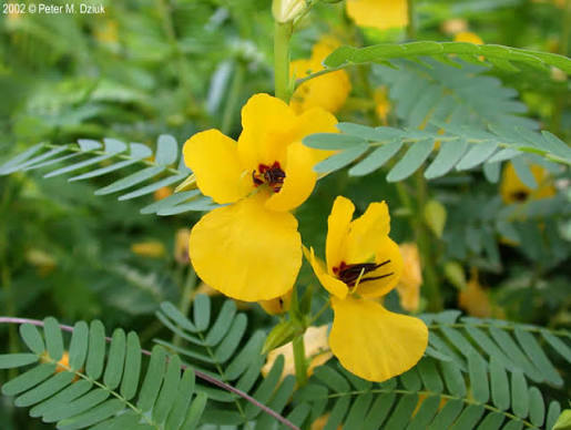 <p>Forb - Native annual legume with many small paired leaflets and bright-yellow flowers marked with reddish-purple. Grows in dry prairies and disturbed ground; improves soil through nitrogen fixation and provides seeds for birds. </p>