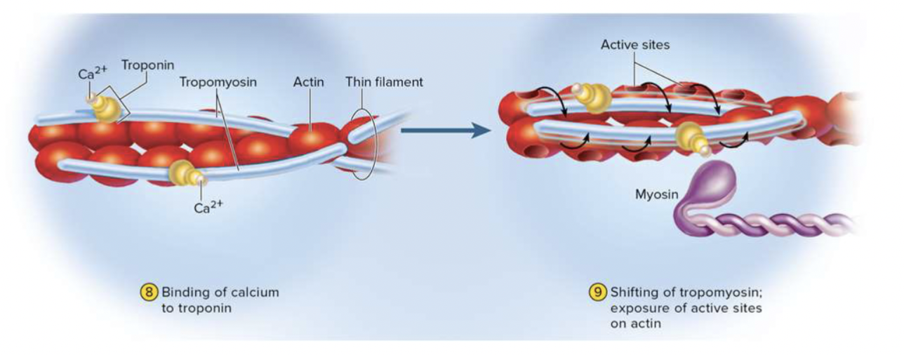 <ol><li><p><strong>binding of calcium to troponin (actin)</strong></p></li></ol><p></p>