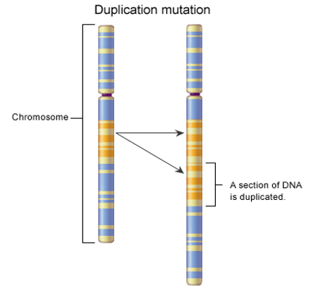 <p><span style="font-family: Arial, sans-serif;">•</span><span style="font-family: "Times New Roman"; line-height: normal; font-size: 7pt;"> </span><span>Occurs when a gene sequence is repeated.</span></p><p></p>