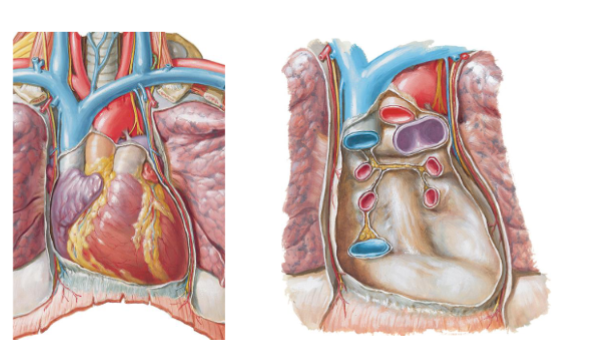 <ul><li><p>thin double-layered membrane (parietal and visceral layers), lines fibrous pericardium and covers the heart, secretes serous fluid into pericardial cavity to reduce friction during cardiac movement</p></li><li><p>parietal (right image): somatic innervation, continuous over the heart and the vesels of the heart, stuck to fibrous layer</p></li><li><p>visceral: autonomic innervation (left image lining heart), continuous ith parietal layer at the great vessels</p></li></ul><p></p>