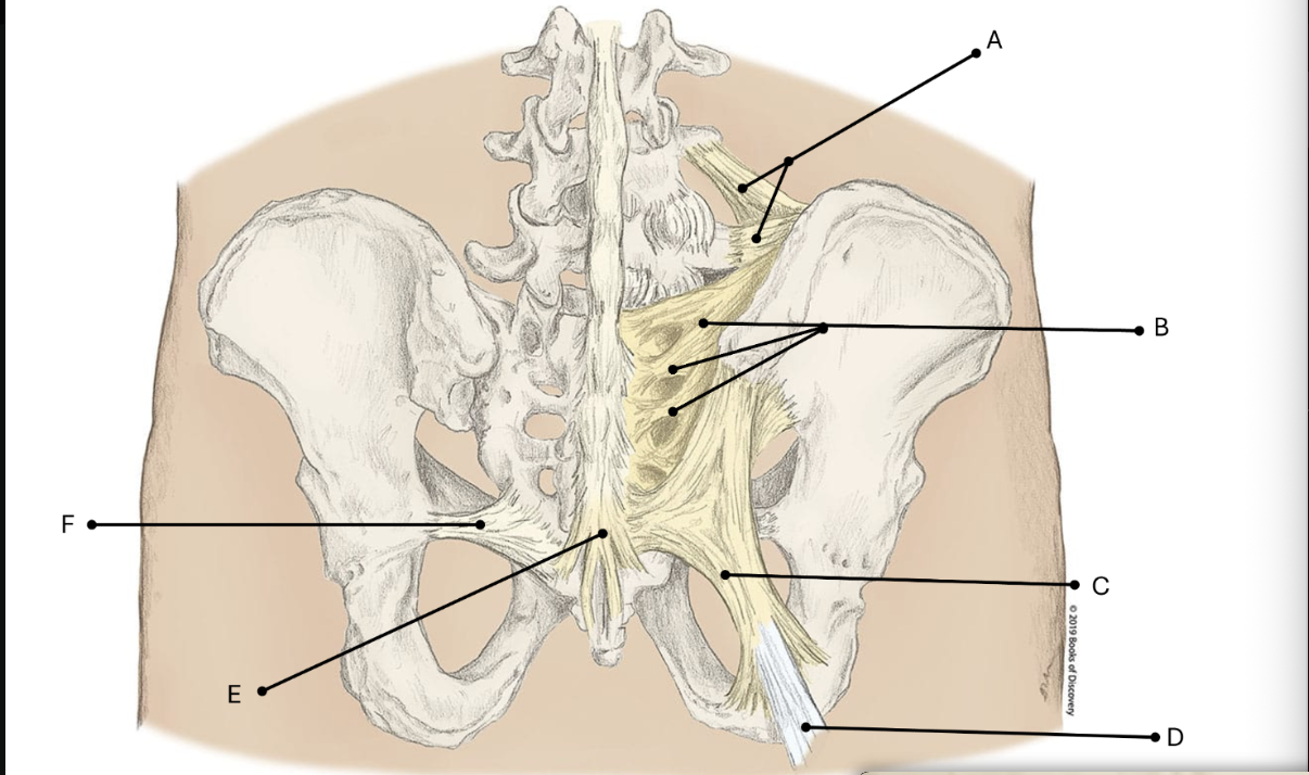 <p><span>Match the LETTER (A-F) with the anatomical structure it is labeling. There is NO partial credit.</span></p>