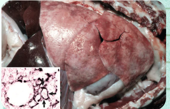 <p>PULMONARY CALCIFICATION (CALCINOSIS)</p><p>List the two classic tactile and structural behaviors of affected lungs during a post-mortem exam:</p>