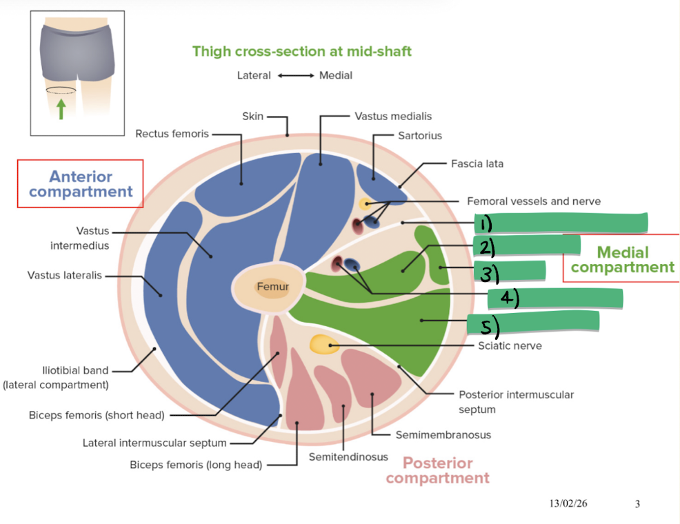 <p>Label structures 1-5 of the medial thigh</p>