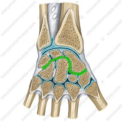 <p>What is this joint? </p>