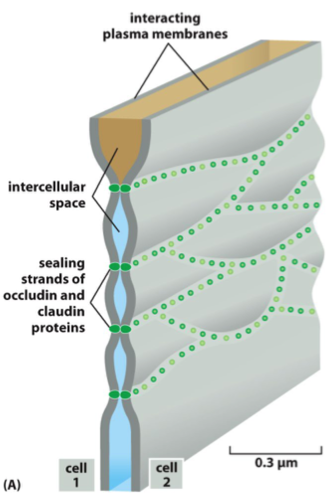 <p>At de begrænser <strong>paracellulær passage</strong> mellem celler.</p>