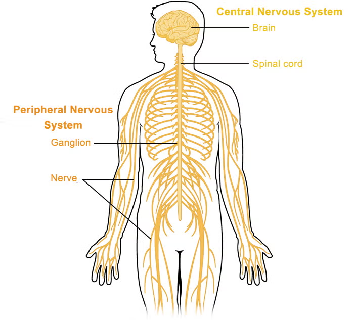 <p>Peripheral nervous system (PNS)</p>