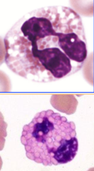 <p>-marrow transit ≤ 1 week</p><p>-marrow storage pool like neutrophils</p><p>-IL-3 and GM-CSF for early progenitors</p><p>*****</p><p>-IL-5 from TH2 lymphocytes for terminal maturation</p>