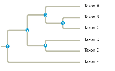 <p>What are Taxon B and Taxon C?</p>