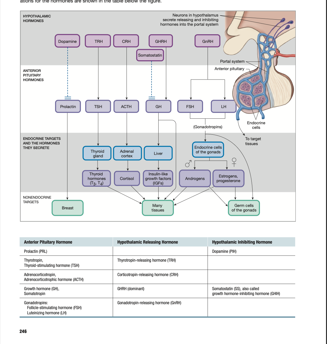 <p>Just look at bottom right corner of flow chart.</p><p>Female hormones: Progesterone & estrogens</p><p>Male hormones: Androgens</p>