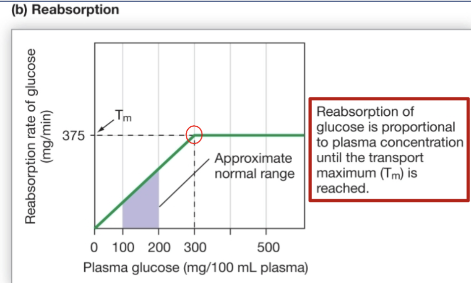 <p>Type-1 diabetes and glucose transport illustrate reabsorption and saturation</p><p>• 100% glucose is filtered at glomerulus</p><p>• Normally, 100% glucose is reabsorbed in prox. tubule</p><p>Lack of insulin → high [glucose] in blood → high</p><p>[glucose] in filtrate</p><p>• Glucose transporters get saturated with glucose</p><p>• Glucose is excreted in urine instead</p><p></p>