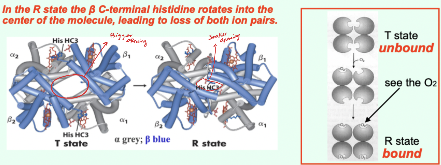 <p>What happens to ion pairs during the T→R transition?</p>