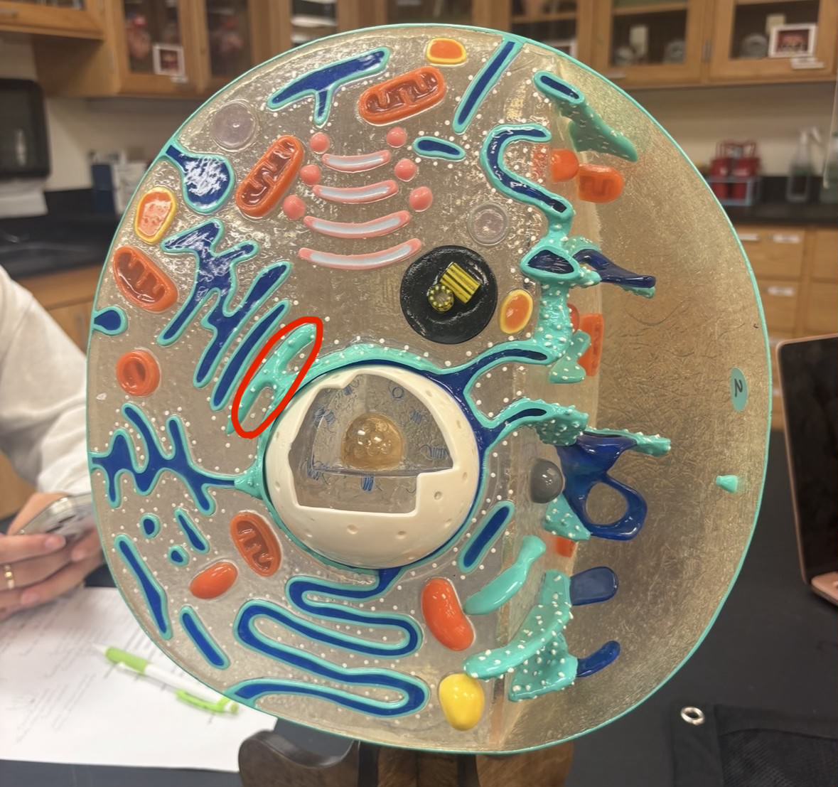 <p>Label the part of the cell</p>
