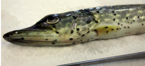 <p>Identify the condition and causative agent </p>