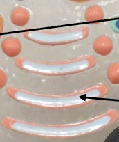 <p>What Organelle is this ?</p>