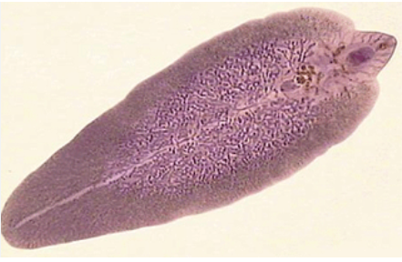<p><mark data-color="yellow" style="background-color: yellow; color: inherit;">Flatworm also known as a </mark><strong><mark data-color="yellow" style="background-color: yellow; color: inherit;">fluke</mark></strong></p><ul><li><p>found in lakes and ponds</p></li><li><p>transmitted through undercooked cray</p></li><li><p>sucks fluid from host</p></li></ul><p></p>