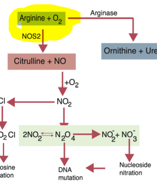 <ol><li><p>PRR induce upregulation of transcription of NOS2</p></li><li><p>NOS2 active</p></li><li><p>Uses arginine and oxygen to make NO</p></li></ol><p></p>