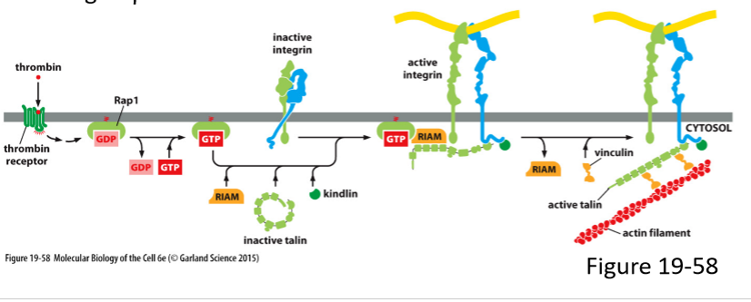 <ul><li><p>Activation of GPCR leads to activation of small monomeric GTPase (Rap1)</p></li><li><p>Activated Rap1 small GTPase interacts with RIAM (RAP1-GTP interacting adaptor molecule)</p></li><li><p>RIAM recruits talin to the plasma membrane to allow it to bind to integrin beta subunit</p></li><li><p>Talin recruits vinculin, which allows integrin to associate with actin filaments</p></li><li><p>Talin binding also unfolds external domain of integrins to allow it to bind to matrix proteins</p></li></ul><p></p>