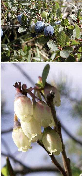 <ul><li><p>Low blueberry shrub</p></li><li><p>Rounded smooth-edged leaves</p></li><li><p>Blue berries with waxy coating</p></li><li><p>Common in bogs & tundra</p></li><li><p>Pale leaf undersides</p></li></ul><p></p>