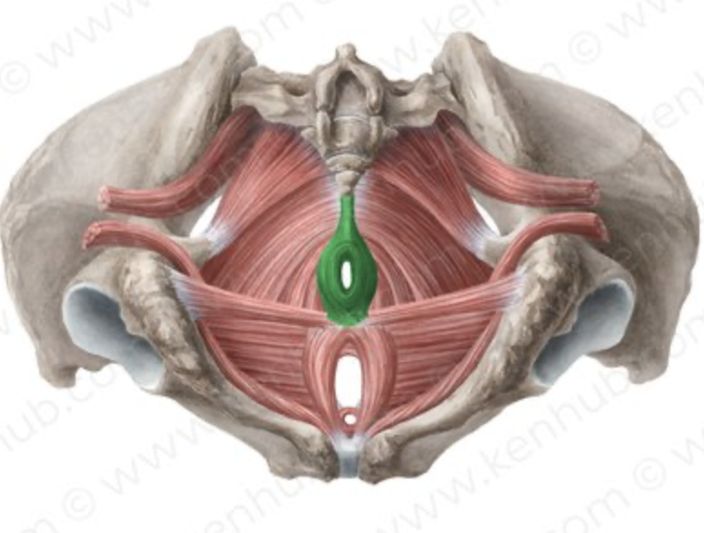 <p><span style="line-height: 17px;">Myologie van de bekkenbodem</span><span style="line-height: 17px; background-color: var(--clrSelection,#c6c6c6) !important;">&nbsp;</span></p><p class="Paragraph SCXW5634937 BCX4" style="text-align: left;"><span style="line-height: 17px; background-color: var(--clrSelection,#c6c6c6) !important;">&nbsp;</span></p><p class="Paragraph SCXW5634937 BCX4" style="text-align: left;"><span style="line-height: 17px;">m. sfincter ani externus</span></p>