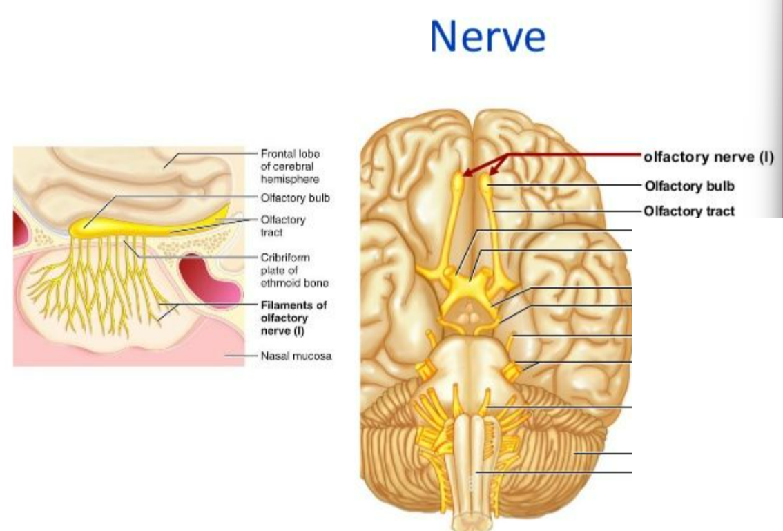 <p>The olfactory nerve (I), smell.</p>