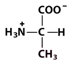 <p>Give the symbol, abbreviation, Name of this amino acid</p>