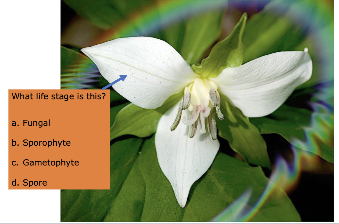 <p>A, B, C or D?</p>