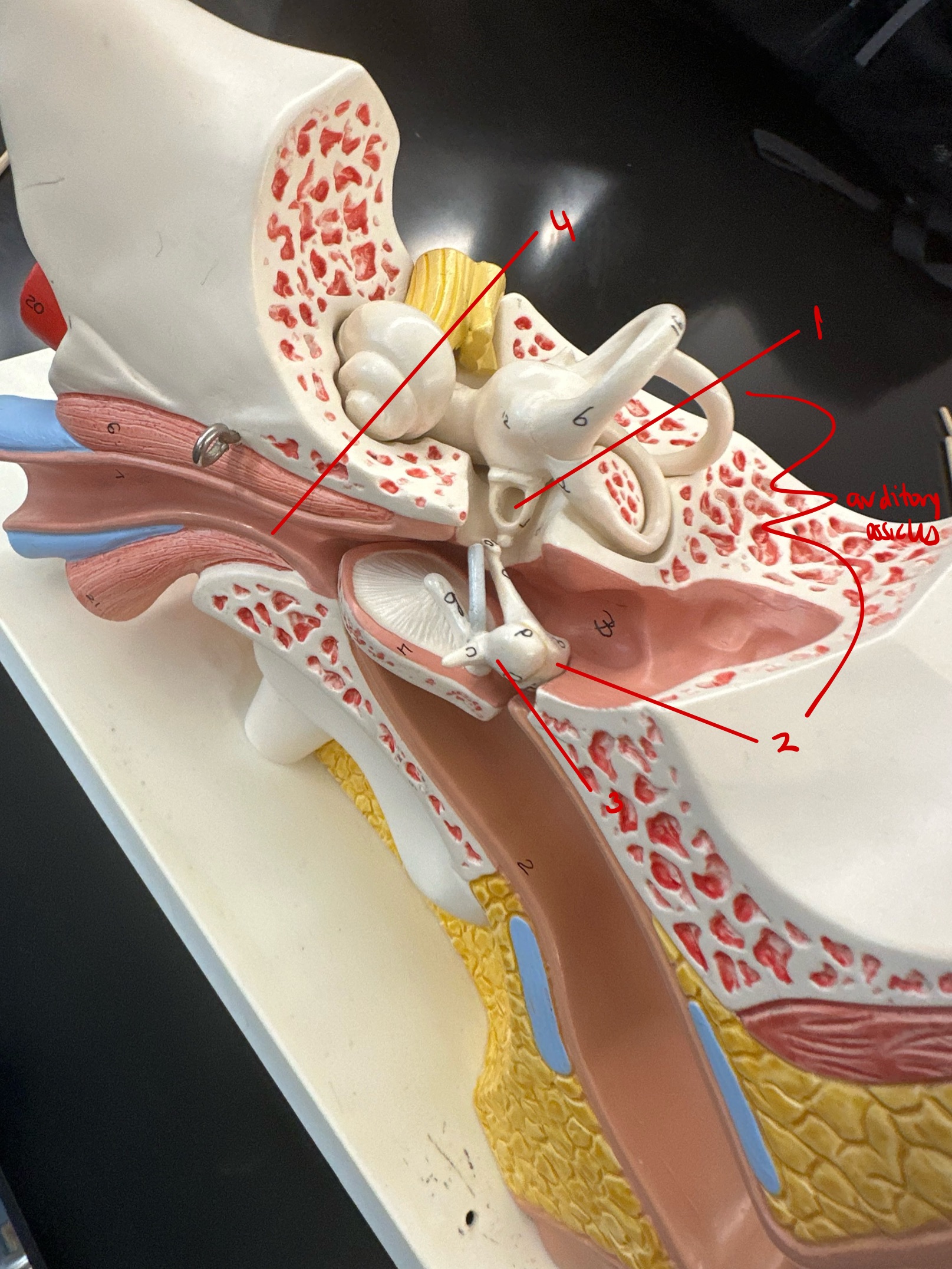 <p>this makes up the middle ear (not included is tympanic cavity)</p>