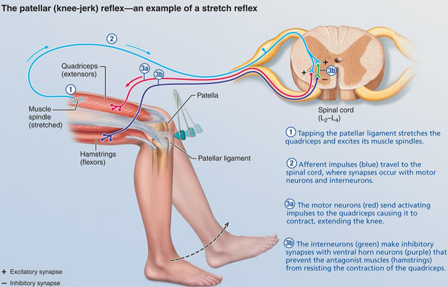 <p>muscle tightens in response (patellar reflex)</p><ul><li><p>antagonist relaxes</p></li></ul><p></p>