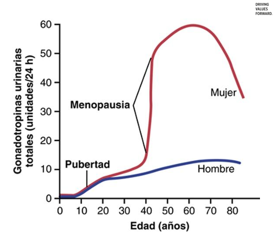 <p>Indices totales de secreción de hormonas gonadótropas a lo largo de la vida sexual de la mujer y el hombre.</p>