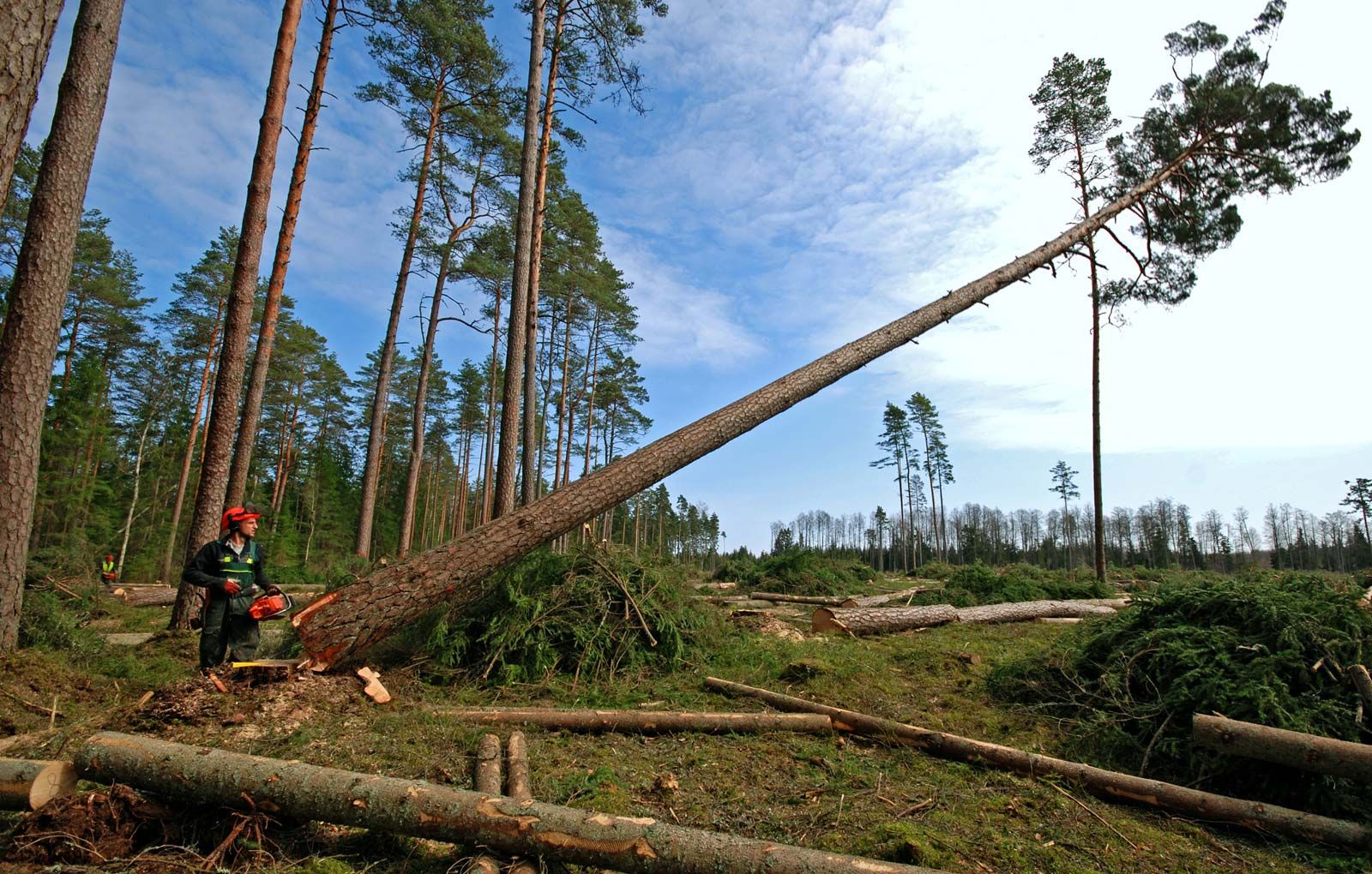 <p><span><strong>the </strong></span>activity<span><strong> of </strong></span>cutting<span><strong> down </strong></span>trees<span><strong> in </strong></span>order<span><strong> to use </strong></span>their<span><strong> </strong></span>wood</p>