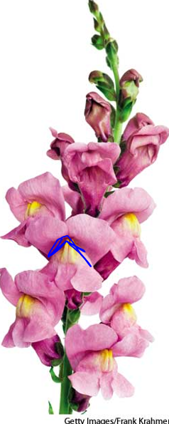 term image