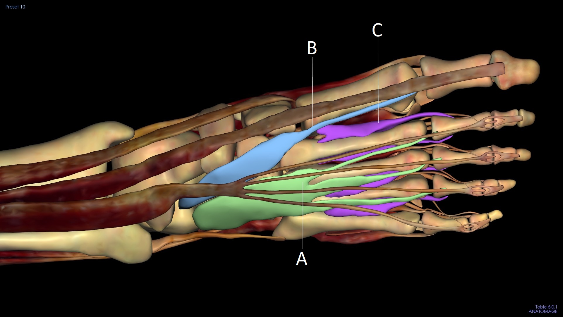 <p>C</p>