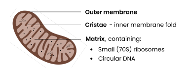<p><strong>Describe the structure and function of mitochondria.</strong></p>